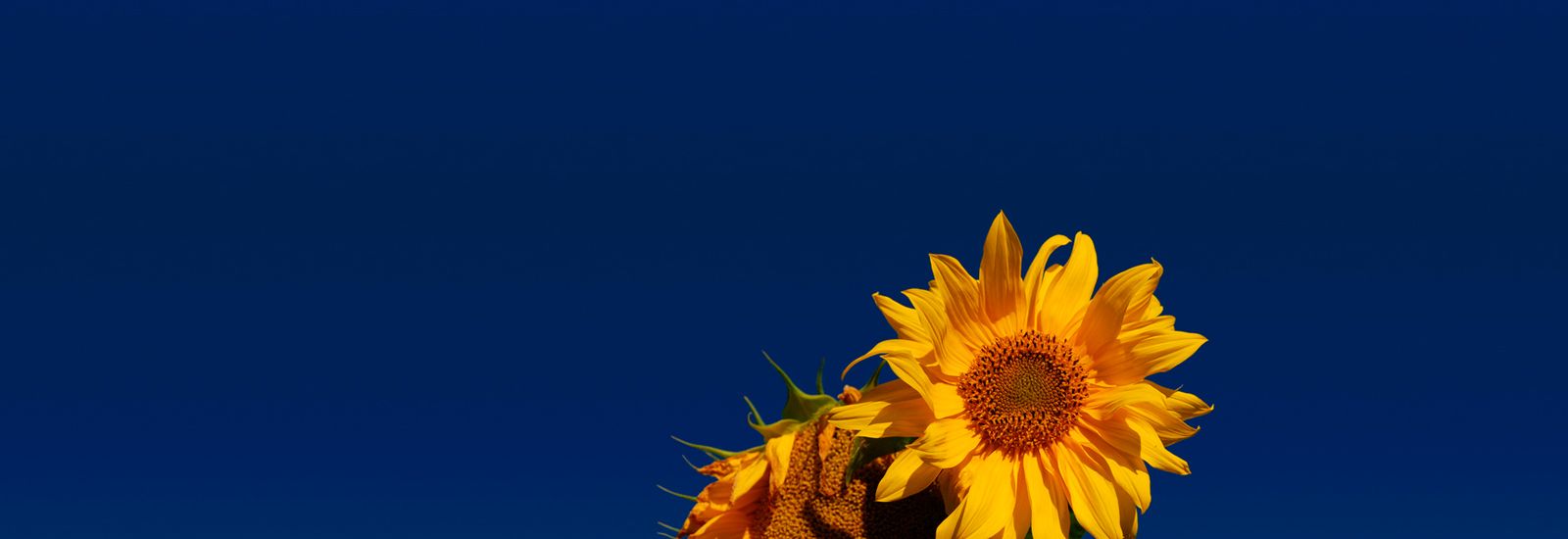 Ehemaligenverband Schönbrunn Weihenstephan e.V.